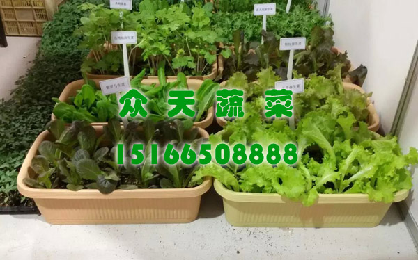 盆栽蔬菜