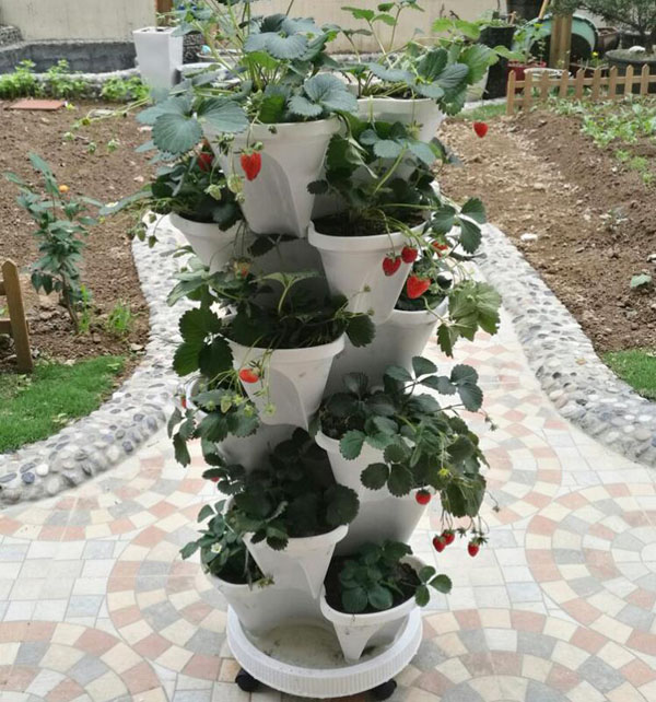 盆栽蔬菜-草莓
